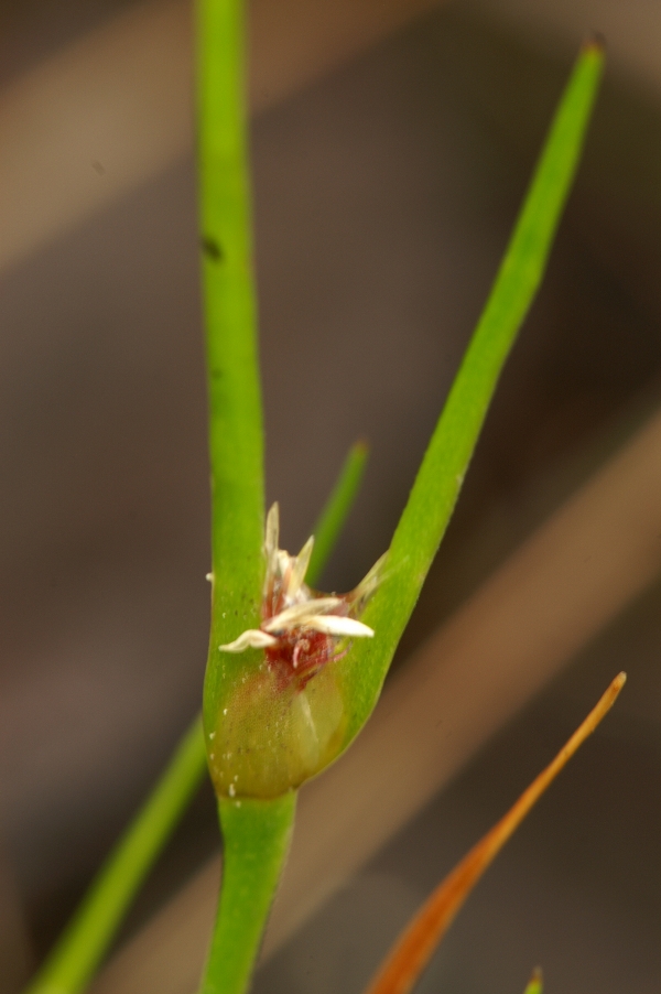 Centropelis